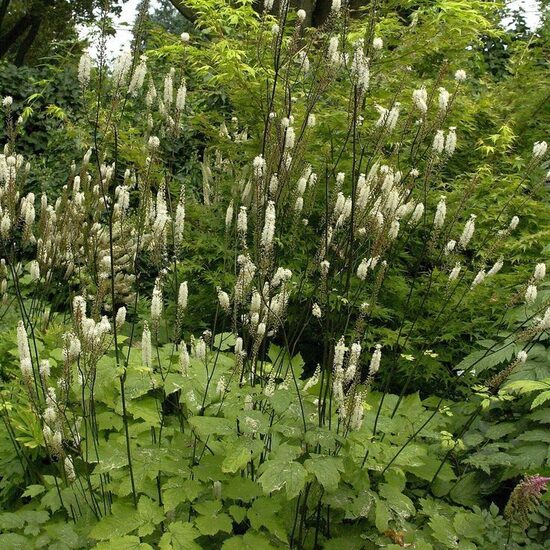 Actaea racemosa var. cordifolia